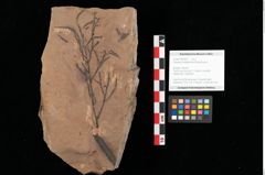 Foto (Objekt + Etikett) von Sphaeria mediterranea Ettingshausen (NHMW-GEO-2024-0188-0027)